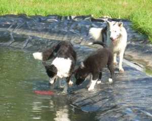 20110827Merlin3 050 (2).jpg